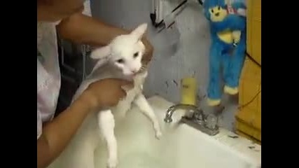Котките мразят да ги къпят