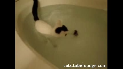 Коте Обича Водата