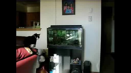 Тъпа котка