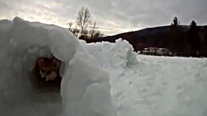 Куче минава в снежен тунел
