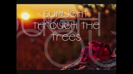 Steve F. - Sunlight Through the Trees