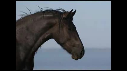 Black Horses