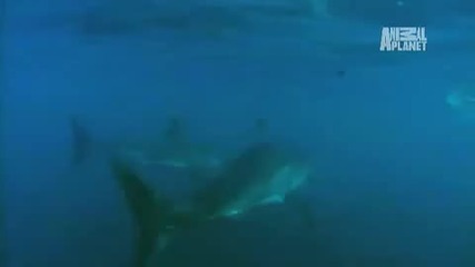 I. Predator - Great Whites and Hunger