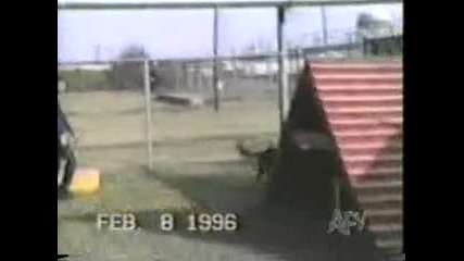 Смешни Животни