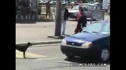 Кучета срещу кола
