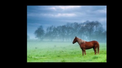 Horses