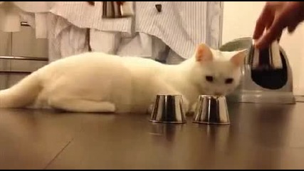 Най-умната котка в света