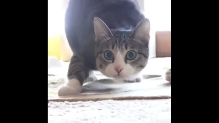 Котка танцува на песента Wiggle