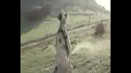 cow