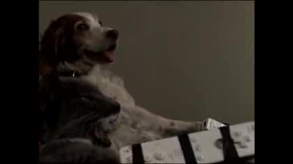 Wii - Sports - Tennis - Chien - Chat