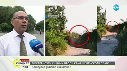 Продължава издирването на черния леопард край Шумен
