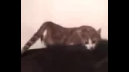 Crazy cat