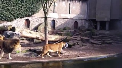 Лъвица в зоопарка убива птица