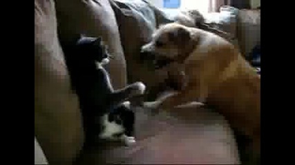 Котка vs Куче!!!убийствено!!! 