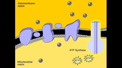 Electron Transport Chain Animation Overview 