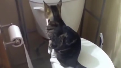 Компилация Смях ! Funny cats compilation 2015