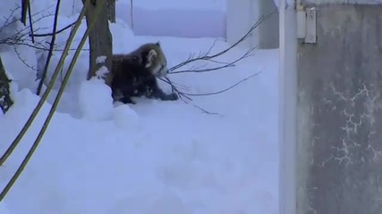 Малки панди в снега 