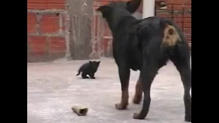 Невероятно ! малка котка срещу ротвайлер