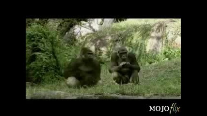 Реклама На Бира С Маймуни