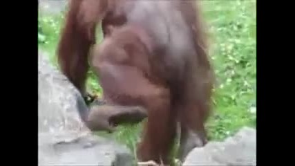 Орангутан спасител!