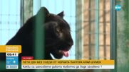 Случаят с черния леопард: Как се вкарва екзотичен хищник в България