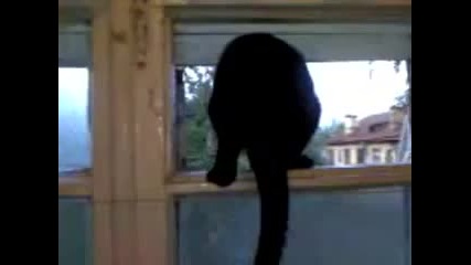 Котка, която лае като куче