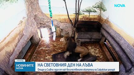 Почина лъвът Славчо - един от най-обичаните питомци на Софийския зоопарк