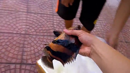 Как се транспортира екзотична риба до аквариум