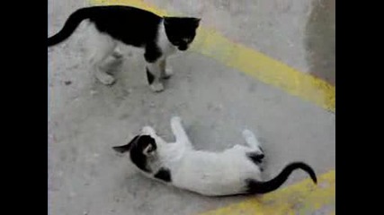 Котенца - тигри