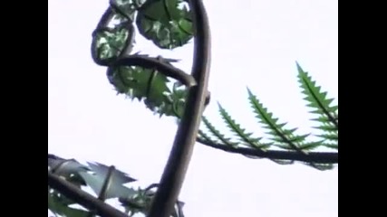 Pantera - Planet Caravan (video) 