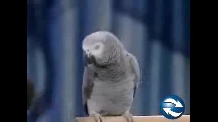 Говорещ папагал имитира хора и животни