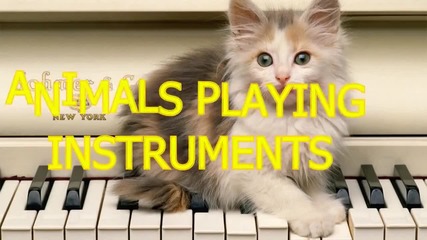 Компилация - Животни, които свирят на Музикални инструменти