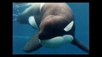 Orcas