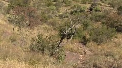 Der Gepard