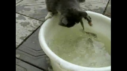 Котка лови риби в леген