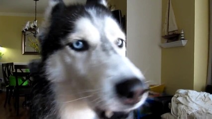 Mishka says Happy - Dog Talking