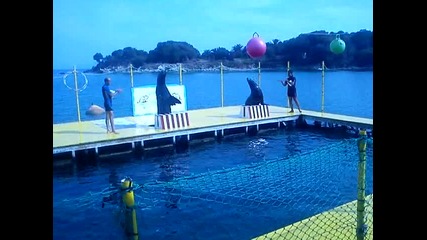 Остров Корфу Шоуто На Морски Лъвове