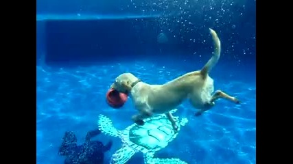 ! Куче плувец !