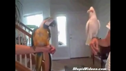 Папагали Танцуват В Ритъма На Песента 