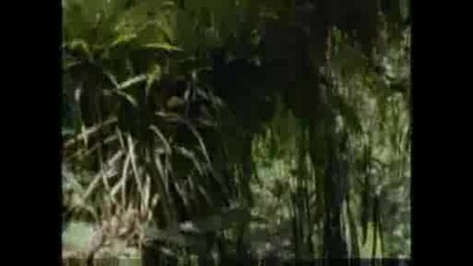 National Geographic  - Strawawberry Poison Dart Frog