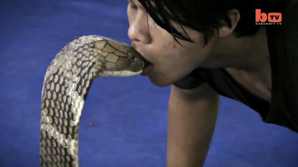 Мъж целува кралска кобра