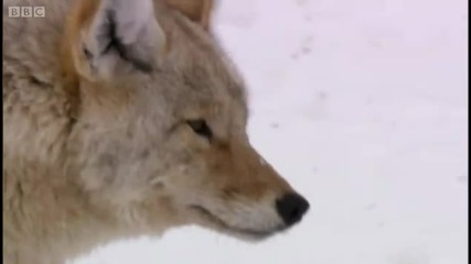 Coyote vs Bald Eagles - Yellowstone - Bbc 