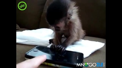 Маймунка играе на Iphone
