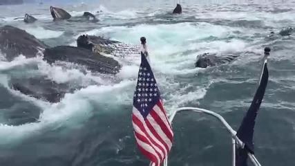 Хора заснемат чайките в залива, но зад лодката се появяват китове
