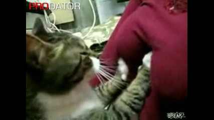 Лудо коте мачка * Луд смях