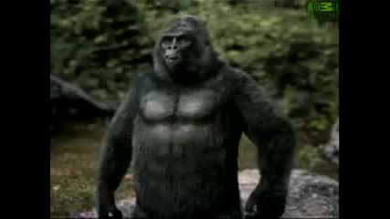 Animal Face - Off - Gorilla vs. Leopard