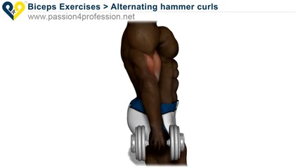 Alternating hammer curls ( standing with dumbbells ) 
