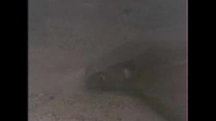 Clams Not Just for Chowder - - National Geographic.flv