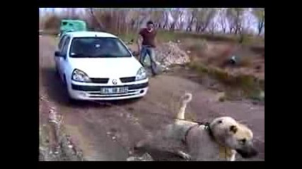 Kangal.flv