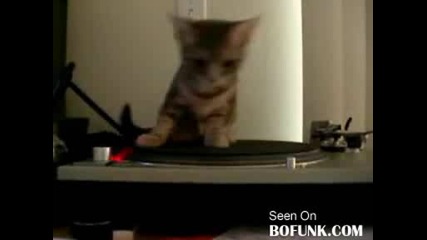 Сладко Коте Си Играе
